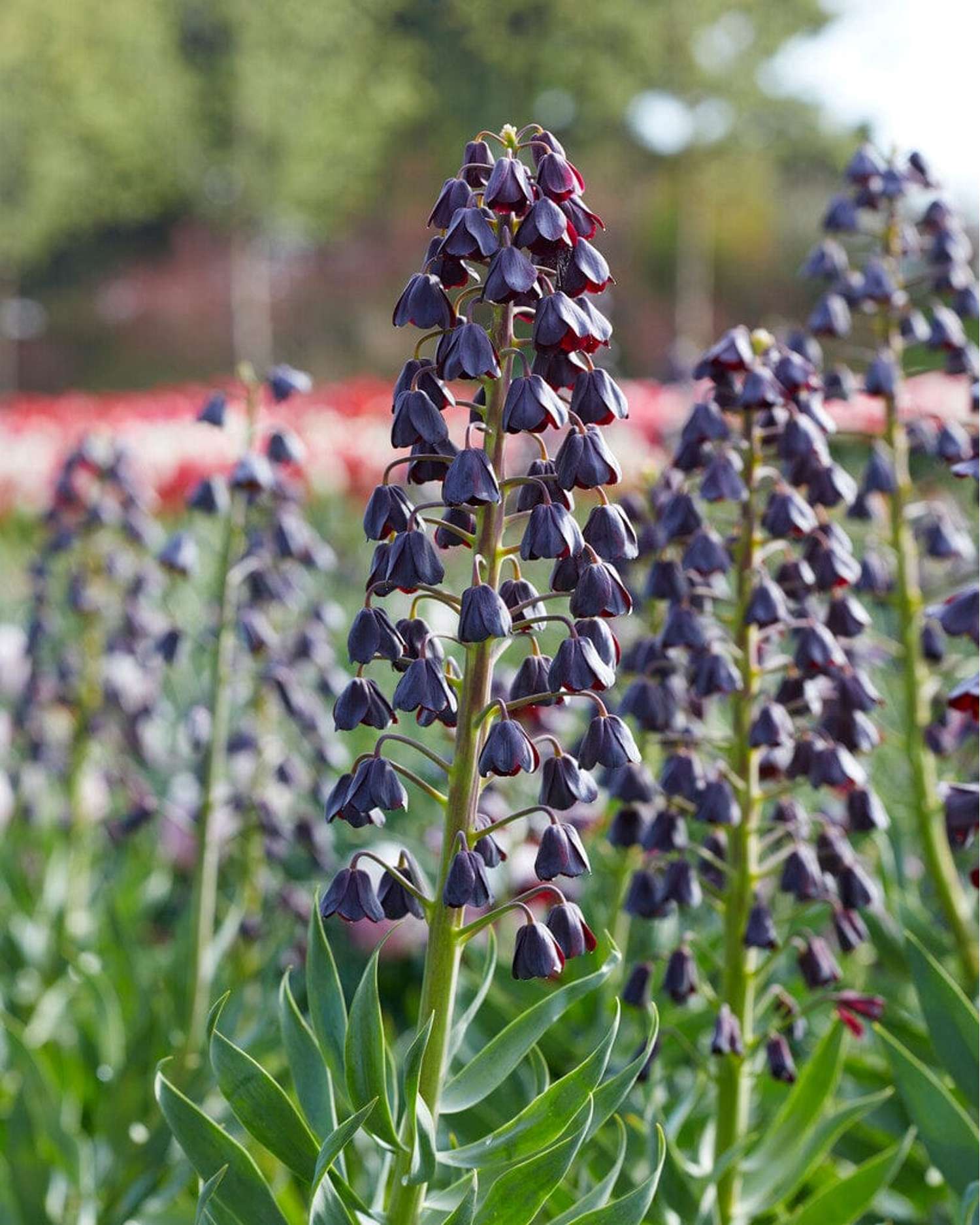 Fritillaria 'Persica'